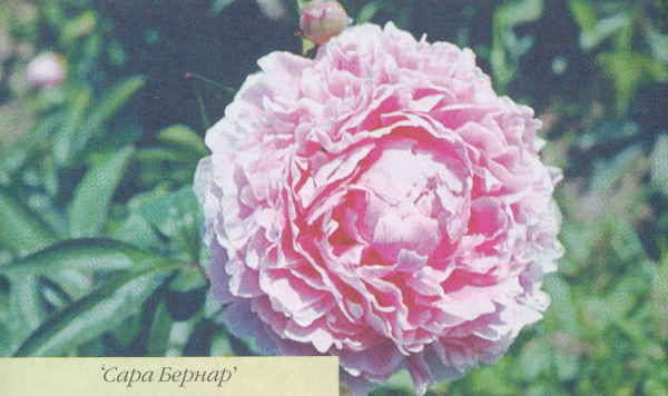 Марианна Успенская - Пионы