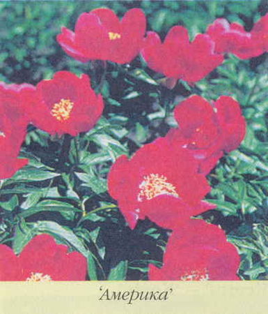 Марианна Успенская - Пионы