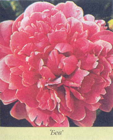 Марианна Успенская - Пионы