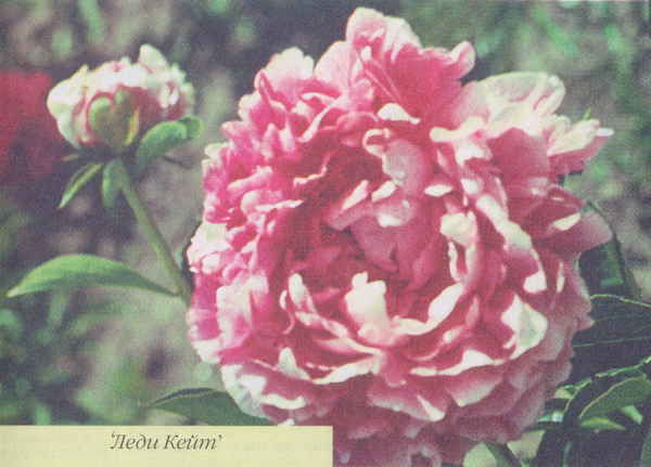 Марианна Успенская - Пионы