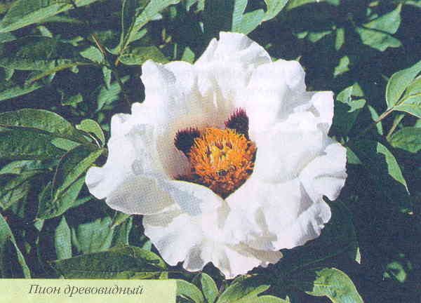 Марианна Успенская - Пионы