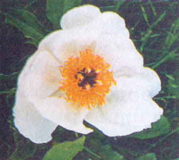 Марианна Успенская - Пионы