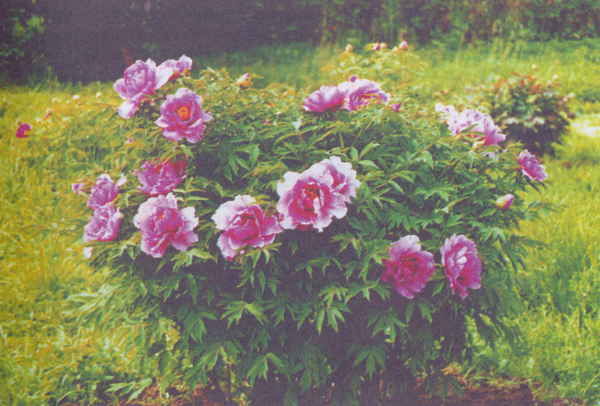 Марианна Успенская - Пионы