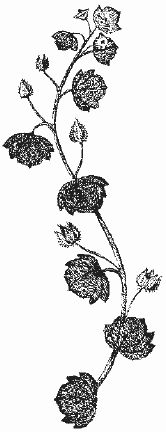 Ольга Шумахер, Оксана Петросян - Борьба с сорняками