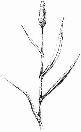 Ольга Шумахер, Оксана Петросян - Борьба с сорняками