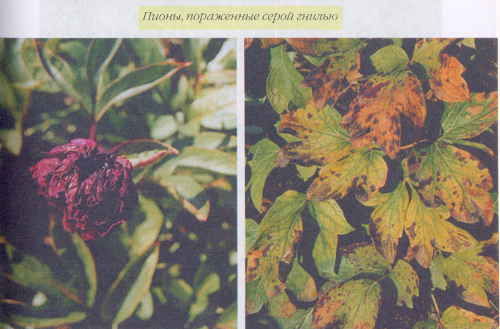 Марианна Успенская - Пионы