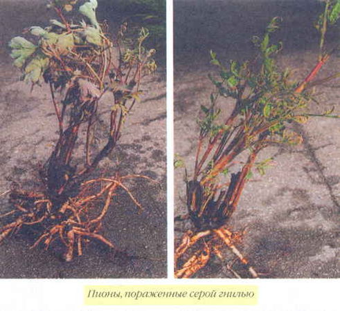 Марианна Успенская - Пионы