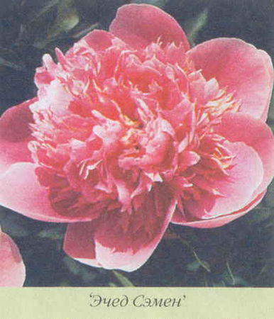 Марианна Успенская - Пионы