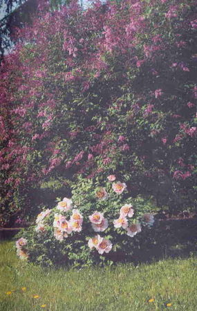 Марианна Успенская - Пионы