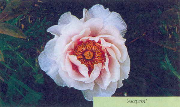 Марианна Успенская - Пионы