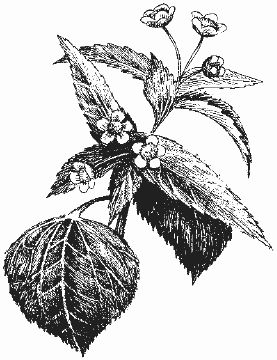 Ольга Шумахер, Оксана Петросян - Борьба с сорняками