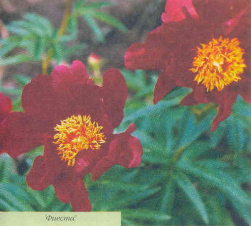 Марианна Успенская - Пионы