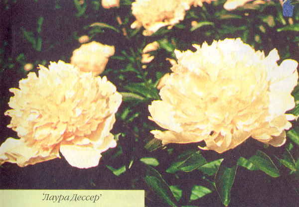 Марианна Успенская - Пионы