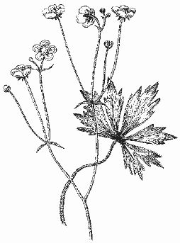 Ольга Шумахер, Оксана Петросян - Борьба с сорняками