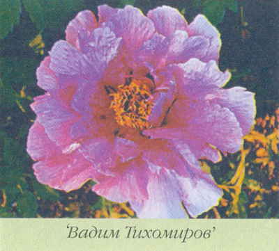 Марианна Успенская - Пионы