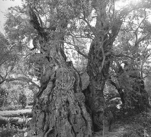 С. Владович - Библейские места Иерусалима