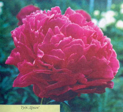 Марианна Успенская - Пионы