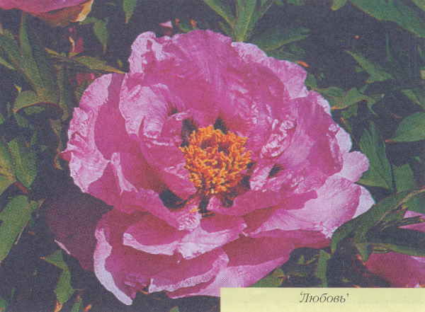 Марианна Успенская - Пионы