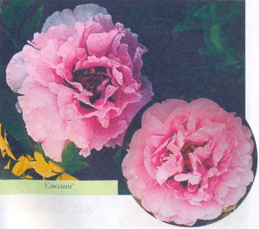 Марианна Успенская - Пионы