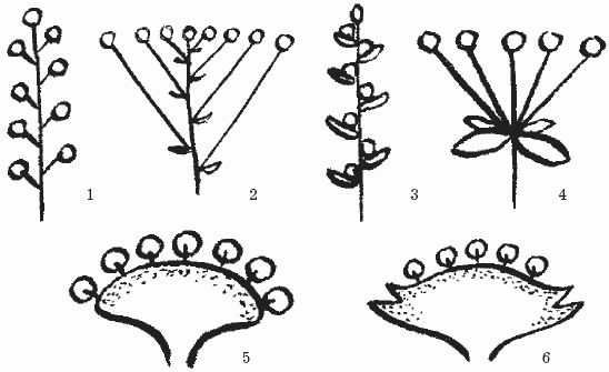 Ольга Шумахер, Оксана Петросян - Борьба с сорняками
