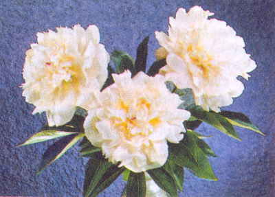 Марианна Успенская - Пионы