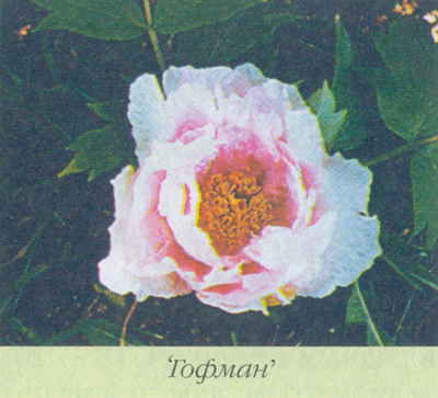 Марианна Успенская - Пионы