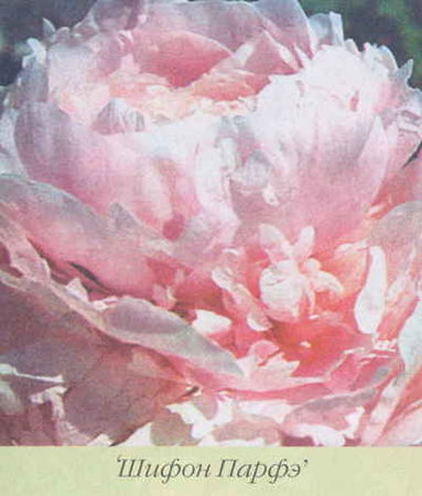 Марианна Успенская - Пионы