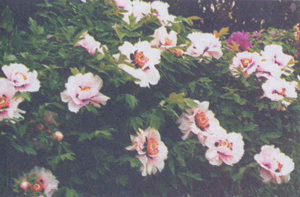 Марианна Успенская - Пионы