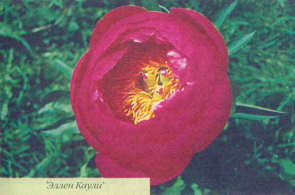 Марианна Успенская - Пионы