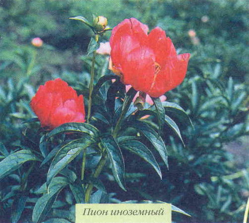 Марианна Успенская - Пионы