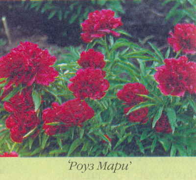 Марианна Успенская - Пионы