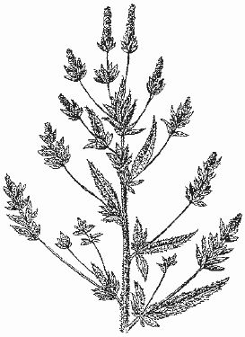 Ольга Шумахер, Оксана Петросян - Борьба с сорняками