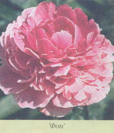 Марианна Успенская - Пионы