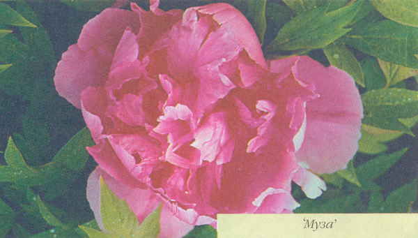 Марианна Успенская - Пионы