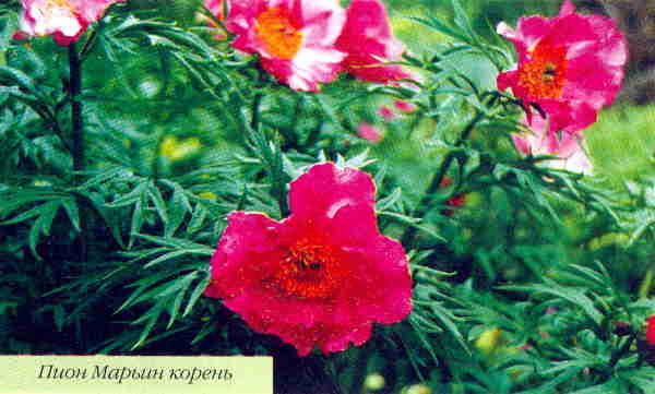 Марианна Успенская - Пионы