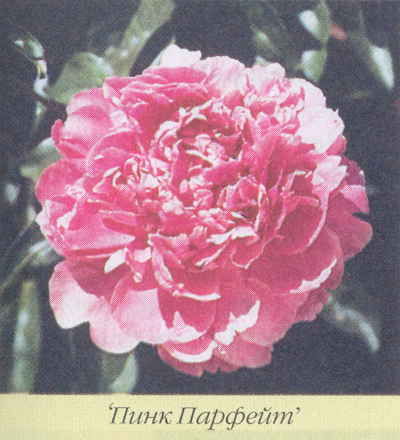 Марианна Успенская - Пионы