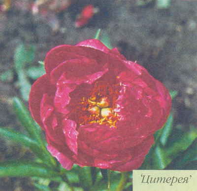 Марианна Успенская - Пионы