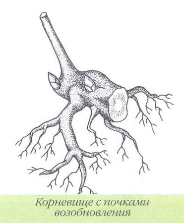 Марианна Успенская - Пионы