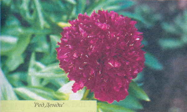 Марианна Успенская - Пионы