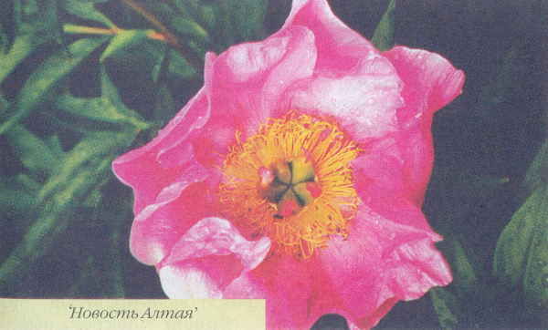 Марианна Успенская - Пионы