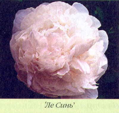 Марианна Успенская - Пионы