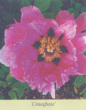 Марианна Успенская - Пионы