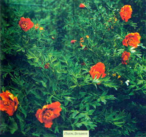 Марианна Успенская - Пионы