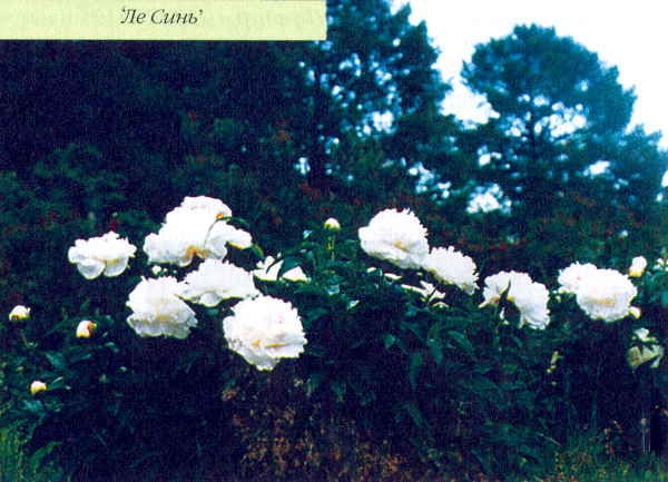 Марианна Успенская - Пионы