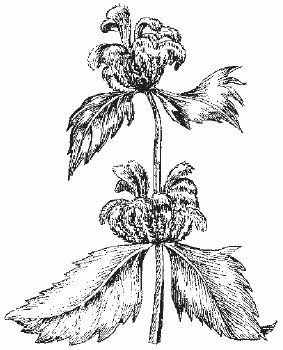 Ольга Шумахер, Оксана Петросян - Борьба с сорняками