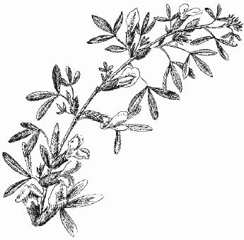 Ольга Шумахер, Оксана Петросян - Борьба с сорняками