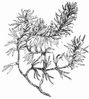 Ольга Шумахер, Оксана Петросян - Борьба с сорняками