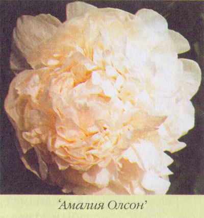 Марианна Успенская - Пионы