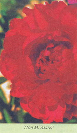 Марианна Успенская - Пионы