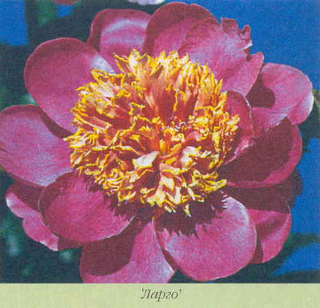 Марианна Успенская - Пионы